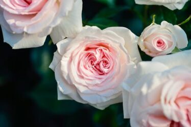 Five Most Fragrant Flowers that Make People The Happiest